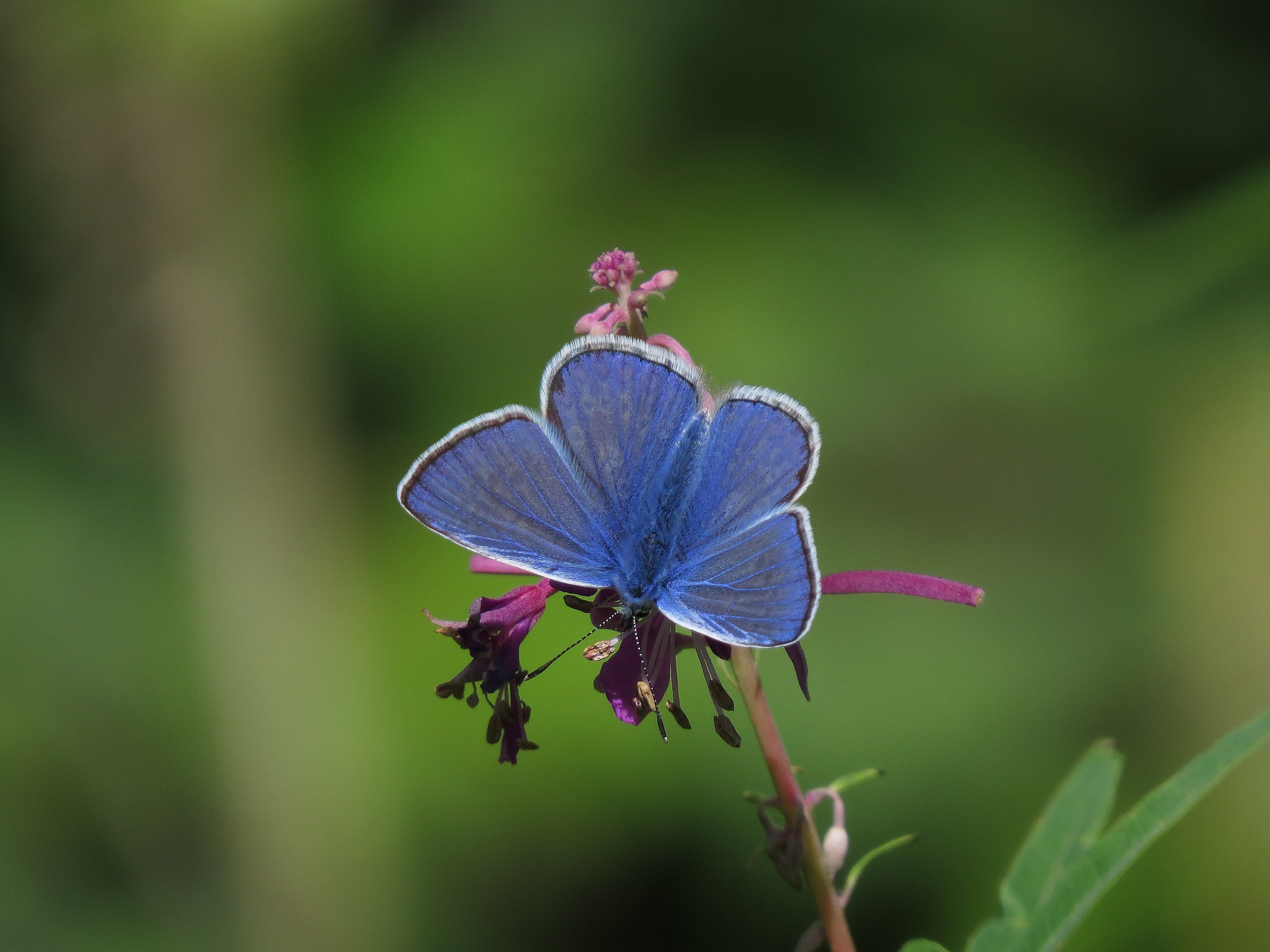 Alyssa,s 4th Birthday, Arnside Knott&amp;Monkwood 436