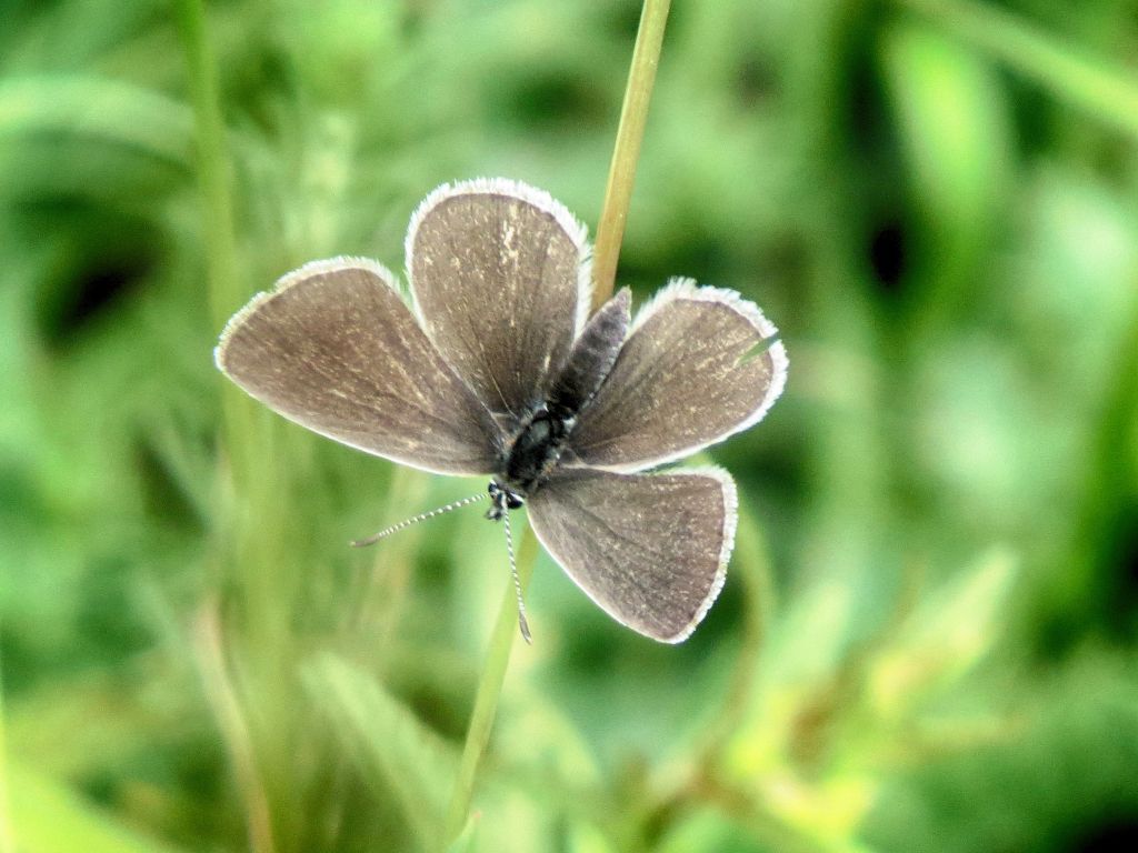 Small Blue