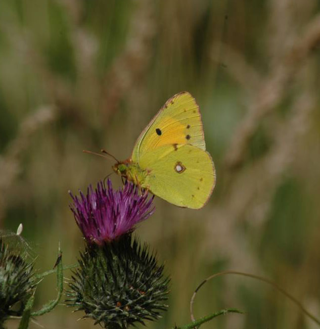 Clouded Yellow