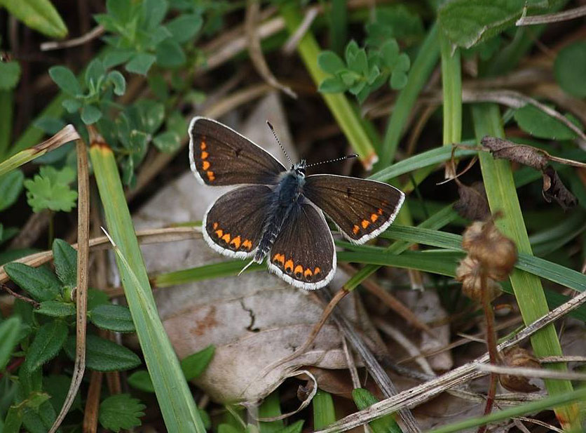 Brown Argus